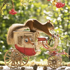 Red Squirrels with an horse and a horse carriage