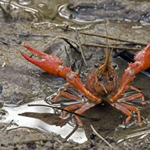 Crustaceans Collection: Red Swamp Crawfish