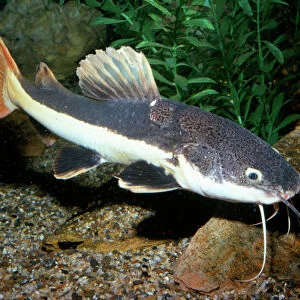 C Jigsaw Puzzle Collection: Catfish