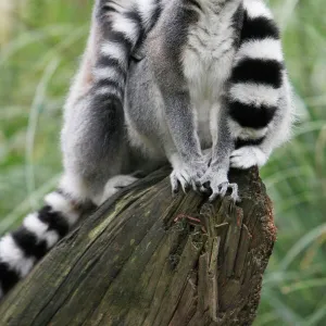 Ring-tailed Lemur - 2 animals watching aeroplane, distribution - Madagascar