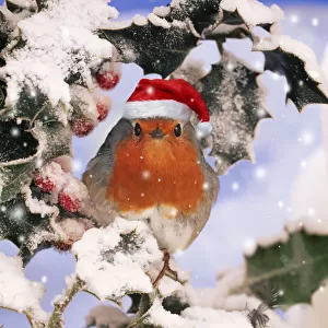 ROBIN - in frozen Holly wearing red Christmas Santa hat