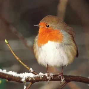 Robin UK