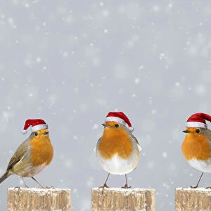 Robins on post in winter snow wearing Christmas hats