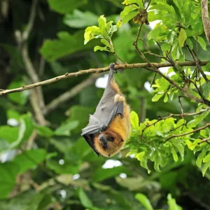 Rodrigues Flying Fox / Rodrigues Fruit Bat - hanging upside down from branch - Rodrigues island - near Madagascar