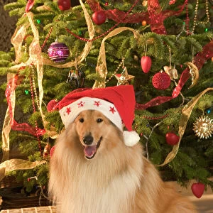 Rough Collie Dog - at Christmas wearing Santa hat sitting by presents