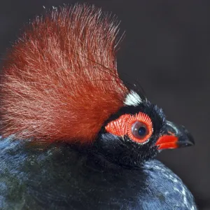 Roul-Roul Partridge / Crested Wood Partridge - Male, forests SE Asia