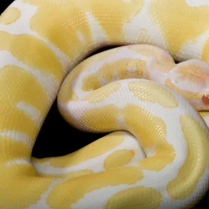 Snakes Mounted Art Print Collection: Ball Python