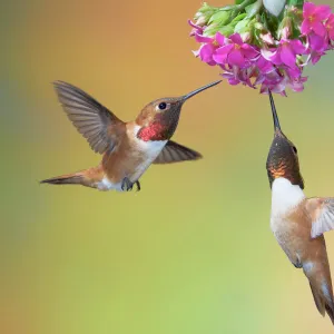 Hummingbirds Collection: Rufous Hummingbird