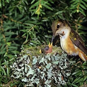 Rufous hummingbird - at nest with chick, Washington, Pacific NW, USA B4463