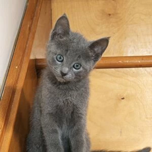Russian Blue Cat Kitten on stairs