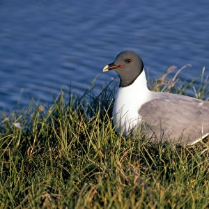 Sabine's Gull - on nest - Victoria Island NWT Canada