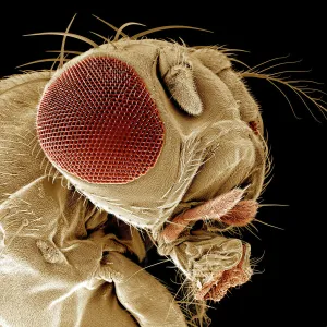 Flies Collection: Fruit Fly
