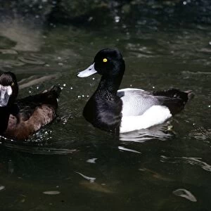 Scaup Duck - female (left) & male