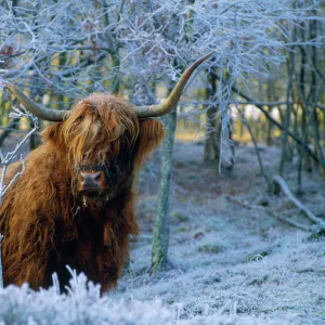 Popular Themes Fine Art Print Collection: Highland Cow