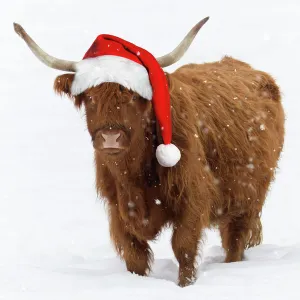 Highland Cow