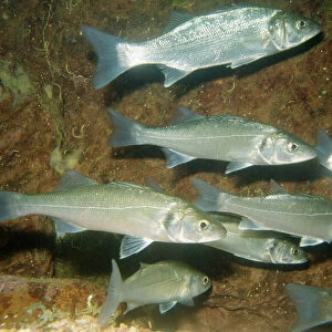 Sea Bass - shoal European Seas