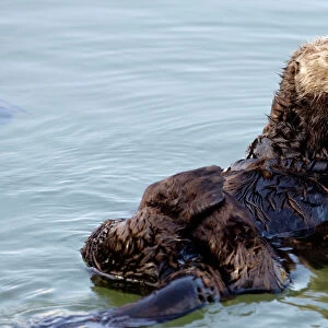 Sea Otter - floating at the surface resting - Monterey Bay - California - USA - Pacific Ocean