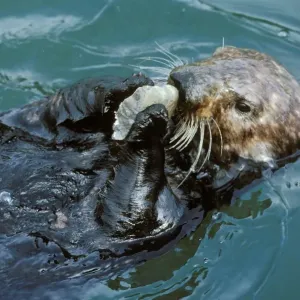 Sea Otter TOM 143 Using tool (rock) to open clam Enhydra