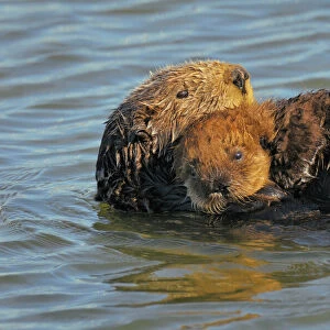Sea Otters - mother with young pup with "natal pelage" - Monterey Bay - USA _C3A7378