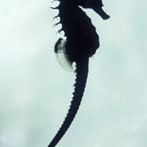 Seahorse - under water silhouette