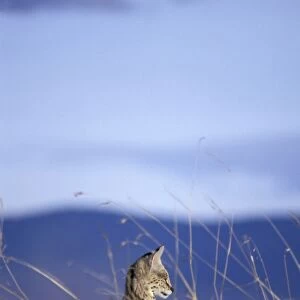 Serval - adult female looking out over the Ngorongoro Crater floor - Ngorongoro Conservation Area - Tanzania