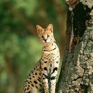 Cats (Wild) Poster Print Collection: Serval