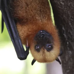 Seychelles Fruit Bat / Flying Fox - hanging upside down - La Digue - Seychelles