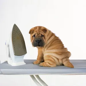 Shar Pei Dog - puppy with iron on ironing board