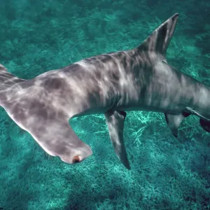 Great Hammerhead Shark Print - 6 meters in length