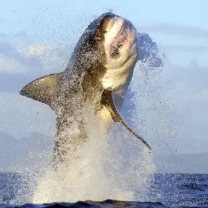 Great White Shark Print - Breaching Seal Island, False Bay