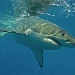 Great White Shark Print - Female, Guadalupe Island