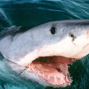 Great White Shark Print with Open Mouth