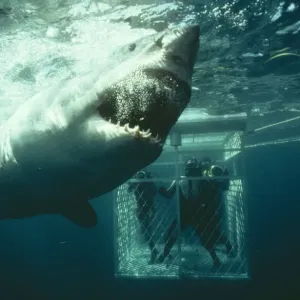 Great White Shark Print