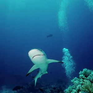 Grey Reef Shark Print, Coral Sea, Australia