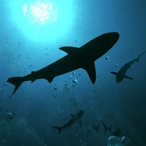 Grey Reef Shark Print, Indo Pacific