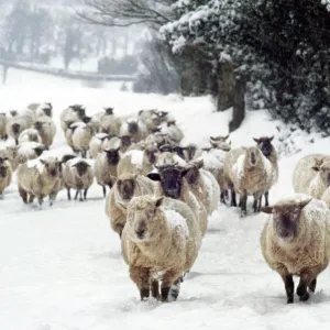 Snow Sheep