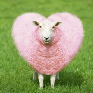 Sheep - Ewe - pink heart shaped wool Digital Manipulation: turned pink - shaped heart - general clean-up