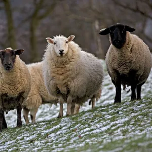 Sheep -Wales, UK- Mixture of Suffolk and Welch mountain breeds on snowy hillside