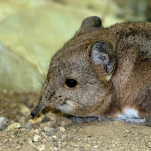 Short-eared Elephant shrew