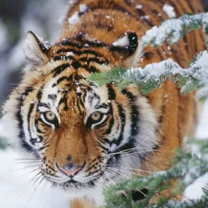 Siberian / Amur TIGER - close-up of face