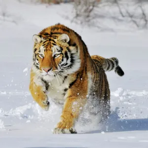 Siberian Tiger / Amur Tiger - in winter snow. C3A2288