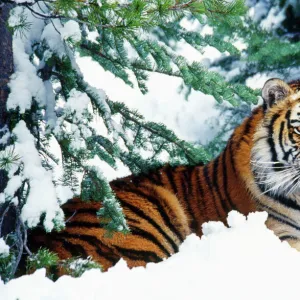 Siberian Tiger - endangered species