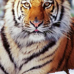 Siberian Tiger Endangered species