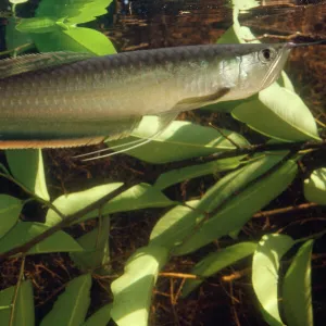 Silver Arawana / Arowana / Aruana Fish Amazon, South America