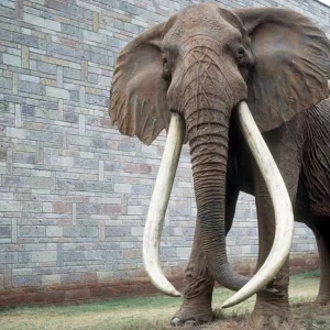 Full size cast of Ahmed the renowned famous African elephant King of Marsabit who received Presidential protection from Jomo Kenyatta for his huge tusks National Museum Kenya