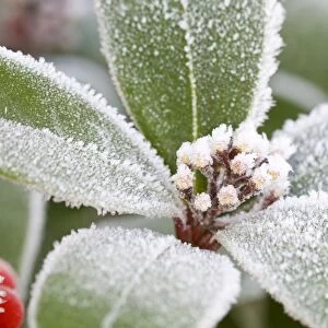 Skimmia Buds and Leaves Frosted