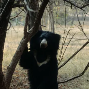 Bears Pillow Collection: Sloth Bear