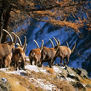 Bovidae Gallery: Alpine Ibex