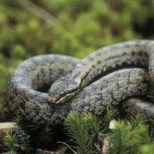 Snakes Mounted Art Print Collection: Smooth Snake