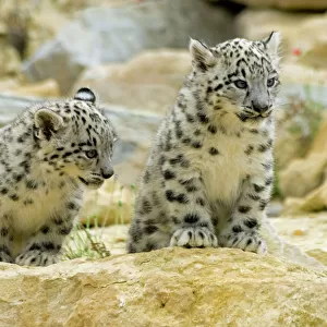 Cats (Wild) Gallery: Snow Leopard